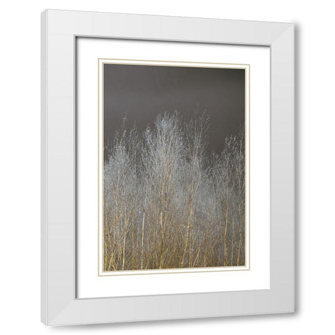 Silver Forest III White Modern Wood Framed Art Print with Double Matting by Frank, Assaf