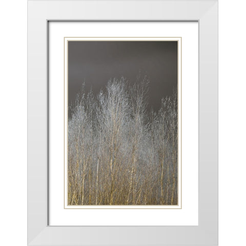 Silver Forest III White Modern Wood Framed Art Print with Double Matting by Frank, Assaf