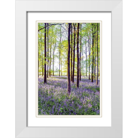 Bluebells and Sunrise II White Modern Wood Framed Art Print with Double Matting by Frank, Assaf