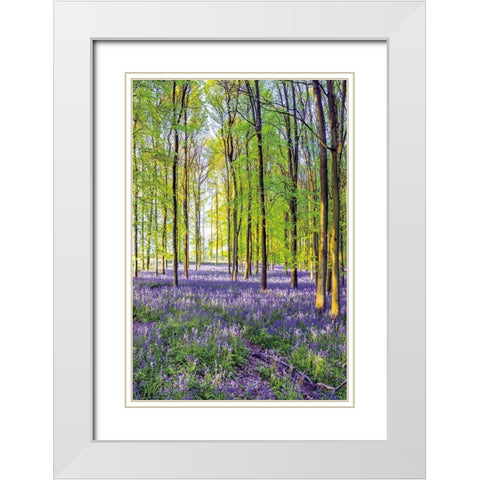Bluebells and Sunrise III White Modern Wood Framed Art Print with Double Matting by Frank, Assaf