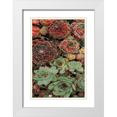Succulent Collection I White Modern Wood Framed Art Print with Double Matting by Frates, Dennis