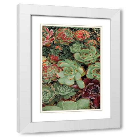 Succulent Collection II White Modern Wood Framed Art Print with Double Matting by Frates, Dennis