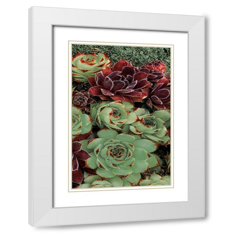 Succulent Collection III White Modern Wood Framed Art Print with Double Matting by Frates, Dennis