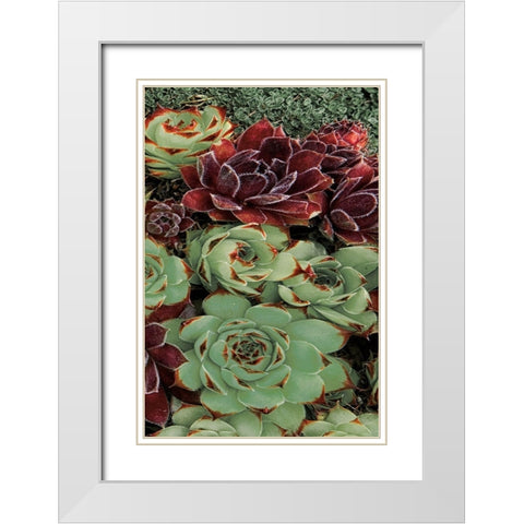Succulent Collection III White Modern Wood Framed Art Print with Double Matting by Frates, Dennis