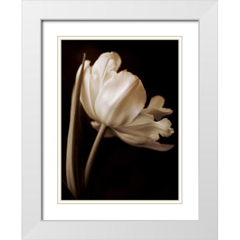 Champagne Tulip I White Modern Wood Framed Art Print with Double Matting by Britt, Charles