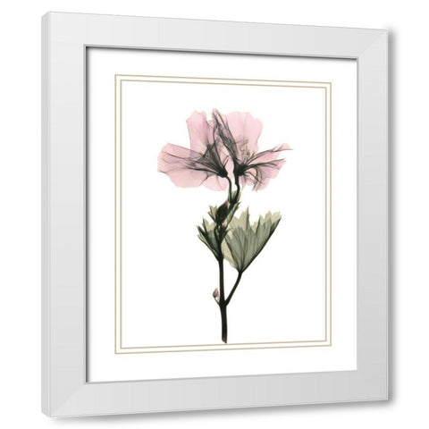 Geranium White Modern Wood Framed Art Print with Double Matting by ACEE