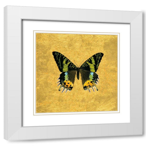 Butterfly on Gold White Modern Wood Framed Art Print with Double Matting by Charlotte, Joanna