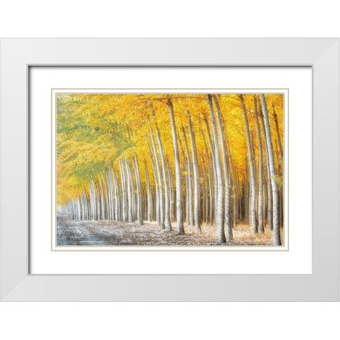 Gold Alley White Modern Wood Framed Art Print with Double Matting by Frates, Dennis