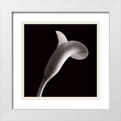 Lilies White Modern Wood Framed Art Print with Double Matting by Faragher, Michael