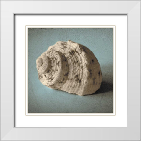 Seashell Study I White Modern Wood Framed Art Print with Double Matting by Jacks, Heather