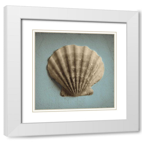 Seashell Study II White Modern Wood Framed Art Print with Double Matting by Jacks, Heather