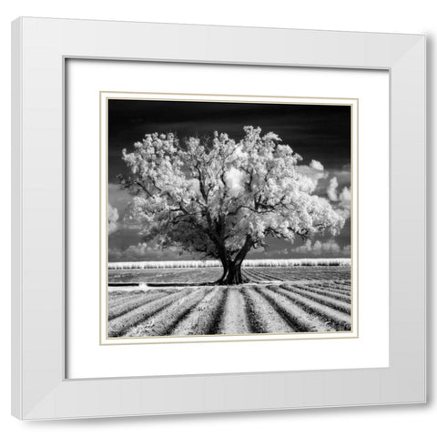 Daydream White Modern Wood Framed Art Print with Double Matting by Jones, Mike