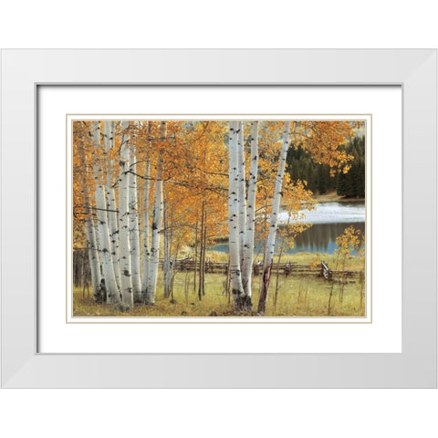 Birch Beauty White Modern Wood Framed Art Print with Double Matting by Jones, Mike