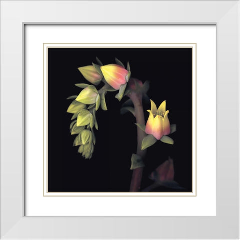 Echeveria White Modern Wood Framed Art Print with Double Matting by Levine, Andrew