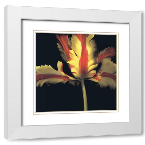 French Parrot Tulip White Modern Wood Framed Art Print with Double Matting by Levine, Andrew
