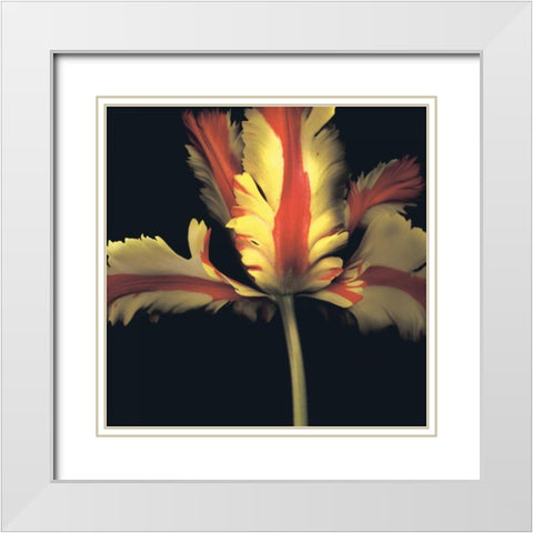 French Parrot Tulip White Modern Wood Framed Art Print with Double Matting by Levine, Andrew