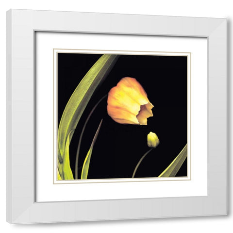 Japanese Lanterns White Modern Wood Framed Art Print with Double Matting by Levine, Andrew