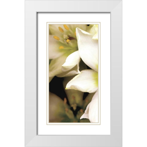 Star of Bethlehem Triptych White Modern Wood Framed Art Print with Double Matting by Levine, Andrew