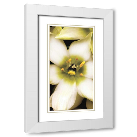 Star of Bethlehem Triptych White Modern Wood Framed Art Print with Double Matting by Levine, Andrew