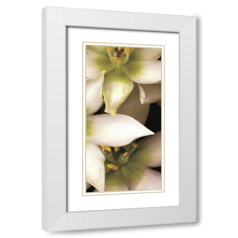 Star of Bethlehem Triptych White Modern Wood Framed Art Print with Double Matting by Levine, Andrew