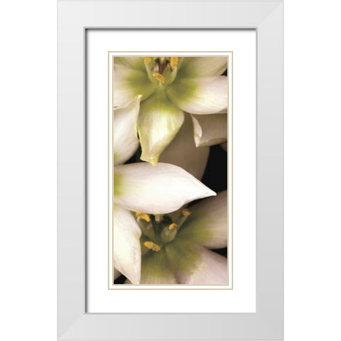 Star of Bethlehem Triptych White Modern Wood Framed Art Print with Double Matting by Levine, Andrew
