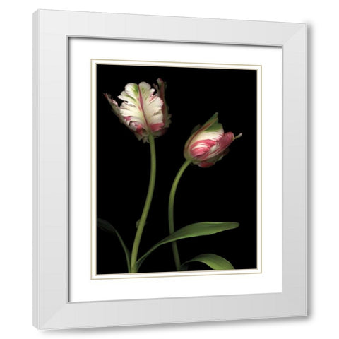 Parrot Tulips I White Modern Wood Framed Art Print with Double Matting by Levine, Andrew
