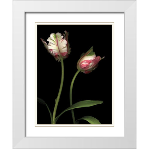 Parrot Tulips I White Modern Wood Framed Art Print with Double Matting by Levine, Andrew