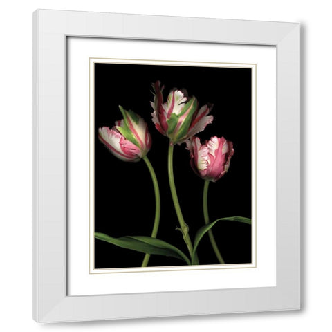 Parrot Tulips II White Modern Wood Framed Art Print with Double Matting by Levine, Andrew