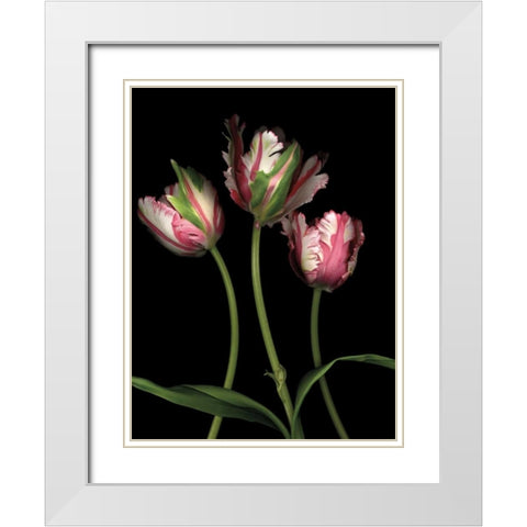 Parrot Tulips II White Modern Wood Framed Art Print with Double Matting by Levine, Andrew