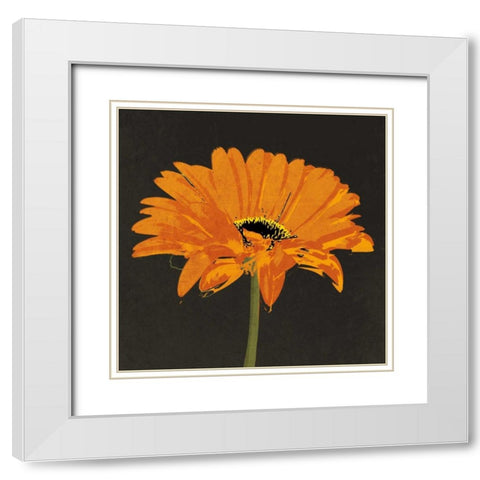 Midnight Gerbera II White Modern Wood Framed Art Print with Double Matting by Lacie, Robert
