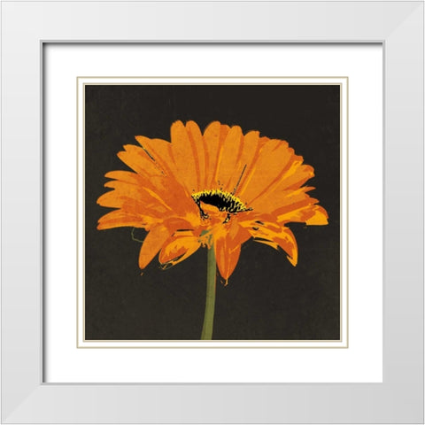 Midnight Gerbera II White Modern Wood Framed Art Print with Double Matting by Lacie, Robert
