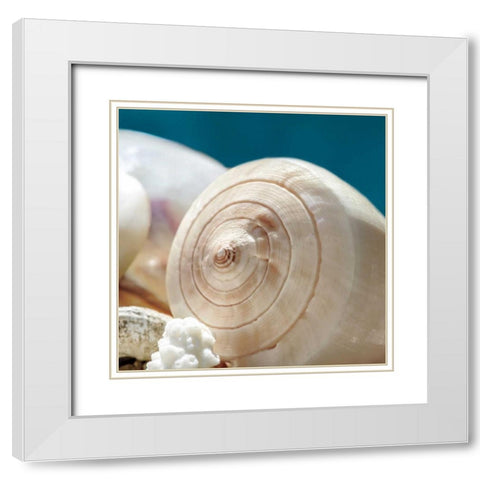 Shell Quartet White Modern Wood Framed Art Print with Double Matting by Marie, Dina