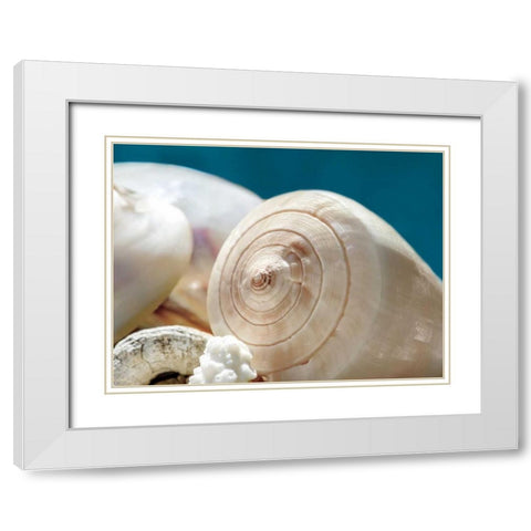 Shell Quartet White Modern Wood Framed Art Print with Double Matting by Marie, Dina
