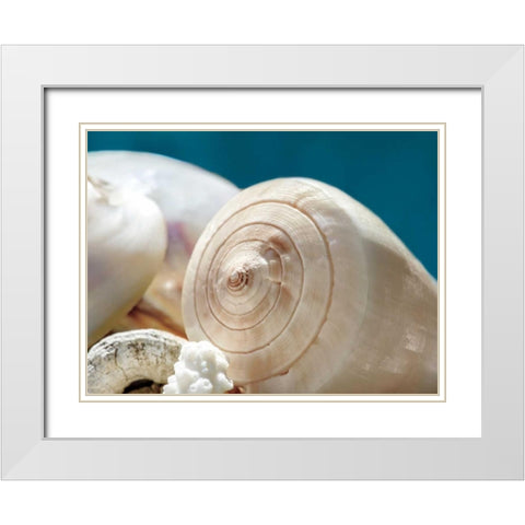 Shell Quartet White Modern Wood Framed Art Print with Double Matting by Marie, Dina