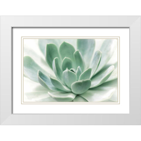Zen White Modern Wood Framed Art Print with Double Matting by Marie, Dina