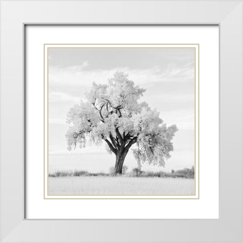 Oak Tree White Modern Wood Framed Art Print with Double Matting by Miele, Jean