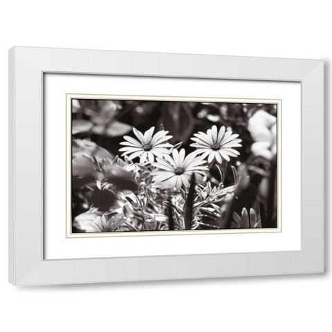 Americana White Modern Wood Framed Art Print with Double Matting by OMara, James