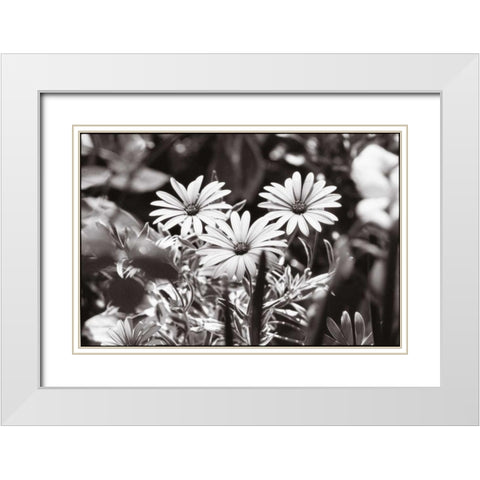 Americana White Modern Wood Framed Art Print with Double Matting by OMara, James