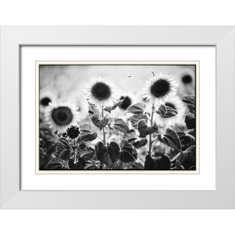 Provence White Modern Wood Framed Art Print with Double Matting by OMara, James