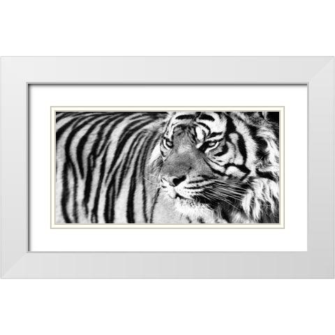 Tiger Eyes White Modern Wood Framed Art Print with Double Matting by Ortega, Xavier