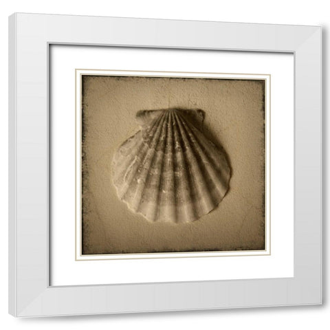 Seashell Study I White Modern Wood Framed Art Print with Double Matting by Heather Jacks
