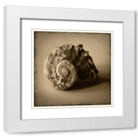 Seashell Study II White Modern Wood Framed Art Print with Double Matting by Heather Jacks