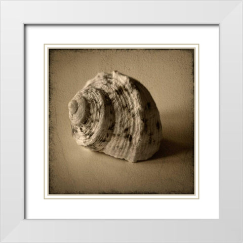 Seashell Study III White Modern Wood Framed Art Print with Double Matting by Heather Jacks
