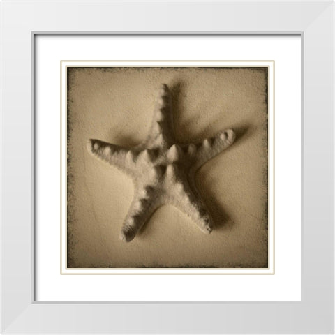 Seashell Study VI White Modern Wood Framed Art Print with Double Matting by Heather Jacks