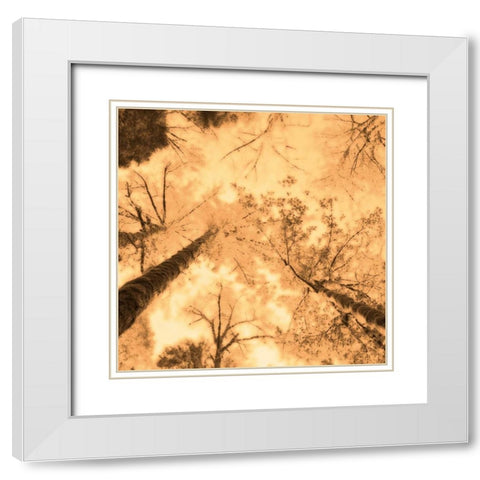 Epiphany I White Modern Wood Framed Art Print with Double Matting by Pelkey, Marvin