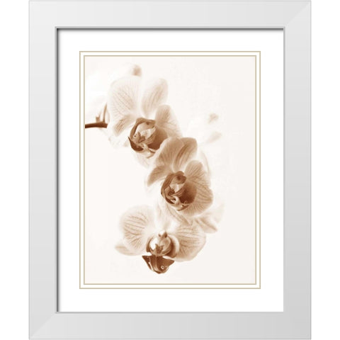 No Boundaries II White Modern Wood Framed Art Print with Double Matting by Szilagyi, lly