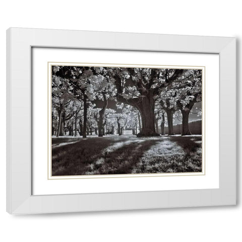 Tree Park White Modern Wood Framed Art Print with Double Matting by Szilagyi, Ily