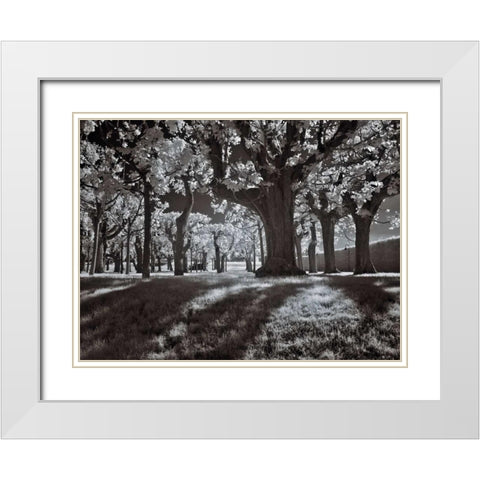 Tree Park White Modern Wood Framed Art Print with Double Matting by Szilagyi, Ily