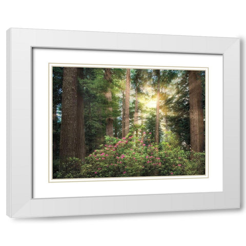 Rise n Shine White Modern Wood Framed Art Print with Double Matting by Frates, Dennis