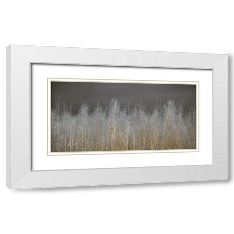 Silver Forest White Modern Wood Framed Art Print with Double Matting by Frank, Assaf
